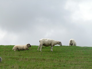 Schafe - Schaf, Deich, Nutztier, Wolle, drei, Haustier, Schafe, weich, weiden, Weide, Milch, Fleisch, Paarhufer, Wiederkäuer