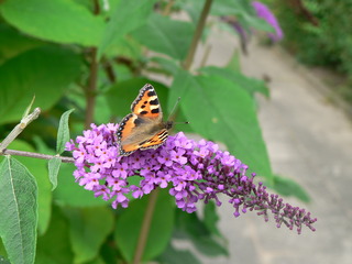 Schmetterling auf Schmetterlingsflieder - Schmetterling, Sommer, lila, Insekt, Blume, Flieder, kleiner Fuchs