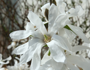 Sternmagnolie - Sternmagnolie, Magnolia stellata, Magnolie, Blüte, Ast, Zweig, weiß