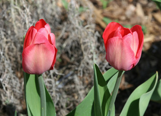 Tulpen in Blüte - Frühling, Frühjahr, Frühblüher, Tulpe, Blüte, Zwiebelgewächs, Tulipa, Liliengewächs, Zwiebelblume, Schnittblume, Blüte, rot, zwei