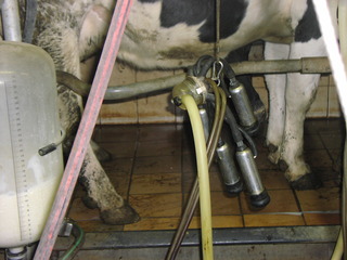 Kühe melken - Kuh, Milch, Melken, Vorrichtung, Muttertiere, Euter, Melksystem, Zitzen, pulsierend, Unterdruck, Melkbecher, Melkschlauch