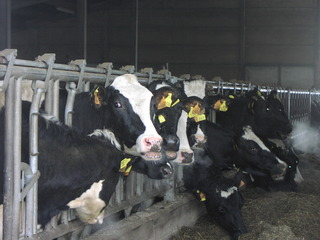 Kühe im Stall - Kuh, Stall, Nutztier, Milch, Fleckvieh