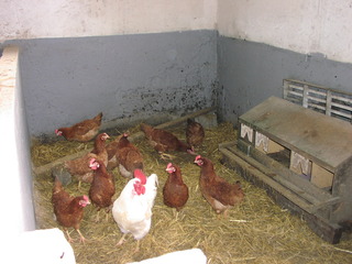 Hühner - Hühner, Tiere, Bauernhof, Huhn, Hahn, Henne, Haustier