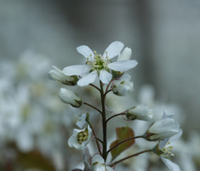 Felsenbirne - Amelanchier lamarckii, Blüte, Blütenstand, weiß, Rosaceae, Rosengewächs, Blütenbecher, Zierstrauch, Heilpflanze