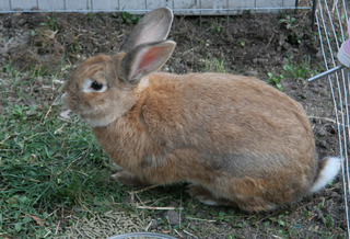 Kaninchen - Kaninchen, Hase, Hasenartige, Haustier, Freilauf, Pflanzenfresser, Leporidae, Karnickel