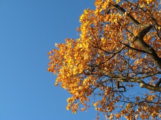 Herbstlaub - Herbst, Herbstlaub, Farbkontrast, Komplementärkontrast, orange, blau, Herbstfärbung