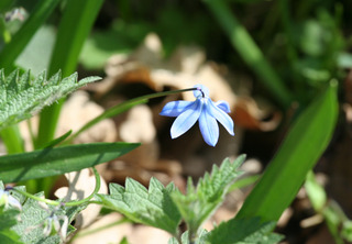 Blaustern - Blaustern, sternförmig, Hyacinthengewächs, Scilla bifolia