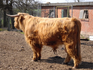 Galloway Rind #1 - Galloway, Rinderrasse, Schottland, Hochland, langes Fell, robust, Rind, Haustier, Nutztier, Wiederkäuer, Freilandhaltung