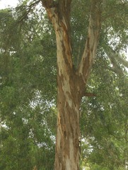Eukalyptusbaum - Eukalyptusbaum, Eukalyptus, Myrtengewächs, Baum, Stamm, Baumstamm, Krone, Blätter, immergrün, subtropisch, Rinde, Schichten, ätherische, Öle, Gehölz