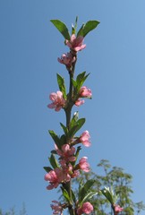 Pfirsichbaum-Blüte - Pfirsich, Pfirsichbaum, Zweig, Blüte, blühen, Frühling, rosa
