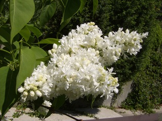 Flieder - Flieder, weiße Blüten, Duft, Lippenblütengewächs, Ölbaumgewächs, Heilpflanze, Zierpflanze, weiß