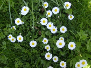 Gänseblümchen - Gänseblümchen, Blume, Wiese, Frühling, bellis perennis