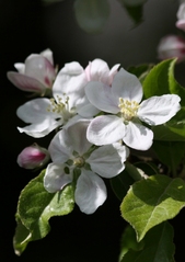 Apfelblüten - Nutzpflanze, Garten, Gartenbau, Frühling, Apfel, Apfelblüte, Knospe, Blüte, Blütenblatt, Kronblatt, Staubblatt, fünf