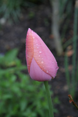Tulpenblüte - Blume, Tulpe, Tulipa, Liliengewächs, Zwiebelblume, Schnittblume, Blüte, Frühblüher