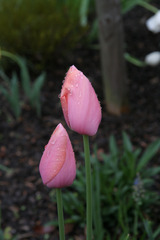 Tulpenblüten - Blume, Tulpe, Tulipa, Liliengewächs, Zwiebelblume, Schnittblume, Blüte, Frühblüher, zwei