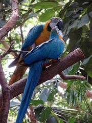 Aras beim Schnäbeln - Ara, Hyazinth-Ara, Vogel, blau, Papagei, Brasilien, Urwald, Regenwald, Mittelamerika, Südamerika, Gefieder, bunt