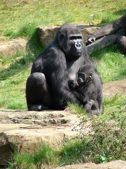Gorilla-Mama - Gorilla, weiblich, Primat, Affe, Menschenaffe, Trockennasenaffe, Pflanzenfresser, Afrika, Knöchelgang, Jungtier, Kind, Mutter, Säugetier, groß