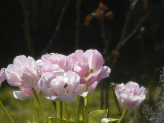 Tulpen mit Bienen - Tulpe, Biene, Frühling, Insekt, Garten, rosa, Befruchtung