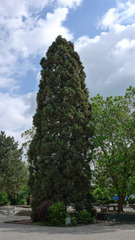 Sequoia - Sequoia, Mammutbaum, kiefernartig, Zypressengewächs, Pyrophyten, hoch, immergrün