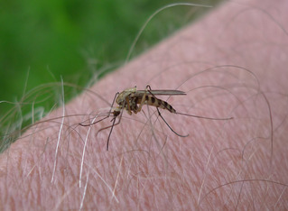 Stechmücke - Mücke, Stechmücke, Insekt, stechen, Schnaken, Staunsen, Stanzen, Gelsen, Zweiflügler, Krankheitsüberträger