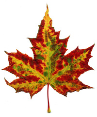 Herbstblatt - Blatt, Herbst, Jahreszeiten, Baum, Verfärbung, Ahorn, Ahornblatt, Laubbaum