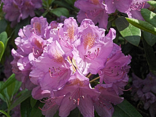 Rhododendronblüte - Rhododendron, Rhododendren, Heidekrautgewächs, Ericaceae, rosa, pink, grün, Blüte, Blüten, Blütenblätter, Staubblätter, Pflanze, Blume, Natur, Frühling