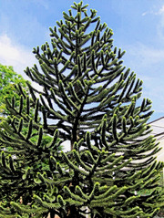 Auraucaria, Schlangentanne #2 - Araucaria, Schlangentanne, Schuppentanne, Affenschwanzbaum, immergrün, Bäume, Baum, spiralig, grün, schuppenförmig, Südamerika