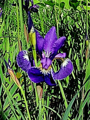 Blüte einer Schwertlilie - Iris - Schwertlilie, Iris, Blüte, Blume, Natur, Pflanze, mehrjährig, zwittrig, Blütenblätter, blau, gelb, Frühling, Knospe
