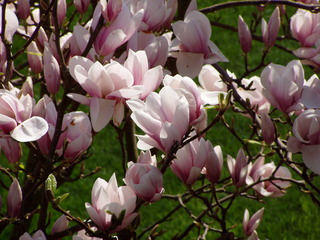 Blüte der Magnolie - Magnolie, Tulpenbaum, Frühling, Blüte, blühen, rosa, zart