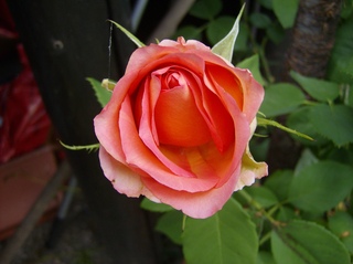 Rose - Rose, Schnittblume, Knospe, Rosengewächs, Naturform, Draufsicht, Rosenblüte, Schnittblume