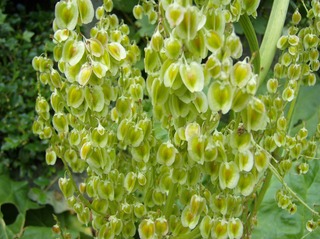 Rhabarbersamen - Rhabarber, Blüte, Samen, Knöterichgewächs, Kulturpflanze, mehrjährig, Blütenstand