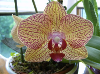 Orchidee - Orchidee, Orchideen, Blüte, Blütenstand, Phalaenopsis