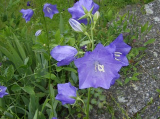  Rundblättrige Glockenblume - Glockenblume, rundblättrig, Glockenblumengewächs, blau, Heilpflanze