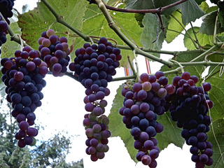 Weintrauben - Weintrauben, Trauben, Wein, Weinlaub, Blätter, grün, süß, blau, Herbst