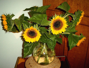 Sonnenblumenstrauß - Sonnenblumen, Sonnenblume, Strauß, Blume, Blüte, Korbblütler, gelb, grün, Blätter, Blütenblätter, Vase, 5, fünf