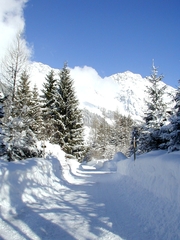 Winter - Weg - Winter, Schnee, Bäume, Weg, Salzburg, Berge, Tannenbäume