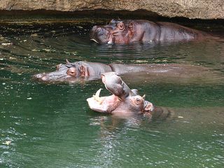 Flusspferd-Gruppe - Flusspferd, Nilpferd, Hippo, Hippopotamus amphibius, Säugetier, Vegetarier, Pflanzenfresser, Afrika, Paarhufer, schwer, gefährlich, drei, Menge
