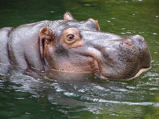 Flusspferd grinsend - Flusspferd, Nilpferd, Hippo, Hippopotamus amphibius, Säugetier, Vegetarier, Pflanzenfresser, Afrika, Paarhufer, schwer, gefährlich