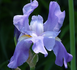 Schwertlilie - Blumen, Lilie, Schwertlilie, blau, Blüte