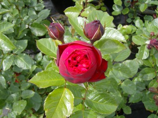Rose - Rose, Schnittblume, Knospe, Rosengewächs, Naturform, Draufsicht, Rosenblüte, Schnittblume