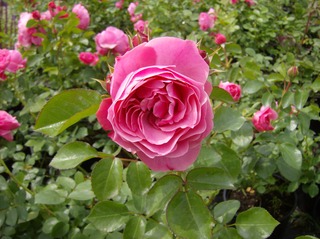 Rose - Rose, Schnittblume, Knospe, Rosengewächs, Naturform, Draufsicht, Rosenblüte, Schnittblume, Blüte, Blume