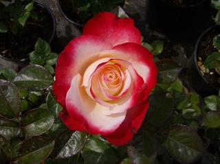 Rose  - Rose, Schnittblume, Knospe, Rosengewächs, Naturform, Draufsicht, Rosenblüte, Schnittblume, Blüte, Blume