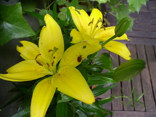 Lilienblüten mit Insekten - Lilie, Garten, Blume, gelb, Insekt, Wanze
