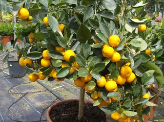 Mandarinenbaum - Zitrusgewächse, Zitrusfrüchte, Mandarine, Rautengewächs, Frucht, orange, Hesperidien
