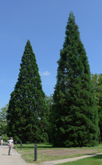 Sequoia - Sequoia, Mammutbaum, kiefernartig, Zypressengewächs, Pyrophyten, hoch, immergrün