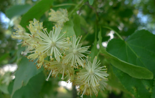 Lindenblüten - Laubbaum, Linde, Blüte, Sommerlinde, Heilpflanze