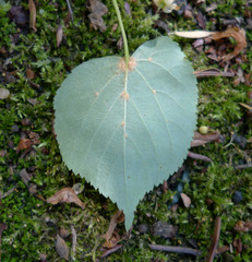 Lindenblatt - Laubbaum, Linde, Blatt, Winterlinde, gesägt, herzförmig, Wald, Bienenweide