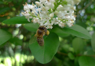 Ligusterblüte - Liguster, Blüte, Biene, Honigbien, Strauch, Hecke, Ölbaumgewächs, Rainweide, rispig, Blütenstand