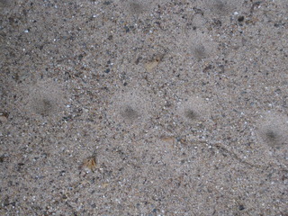 Spuren von Ameisenlöwen - Ameisenlöwe, Larve, Ameisenjungfer, Insekten, Insekt, Netzflügler, Sand, Trichter, Beute, fangen, Räuber, graben, Kegel