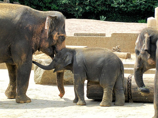 Elefanten im Zoo  - Elefant, indischer Elefant, asiatischer Elefant, Elephas maximus, Baby, Junges, Kind, drei, Rüssel, grau, groß, klein, Familie, Mutter, Schreibanlass, Wildtier, Asien